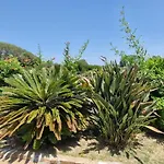 Rosmarino