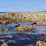 Rosmarino *