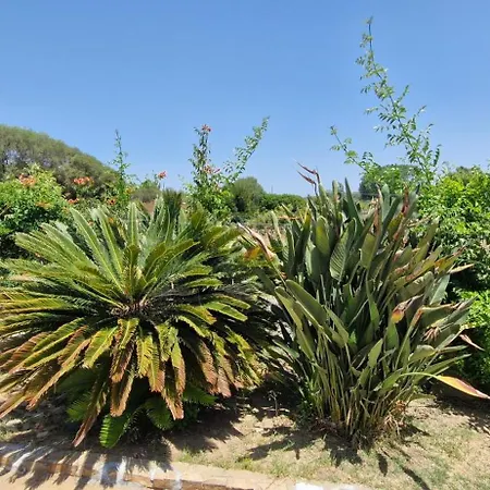 Rosmarino